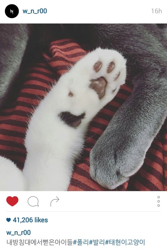 151129 w_n_r00 1 polly bally nth cat cap