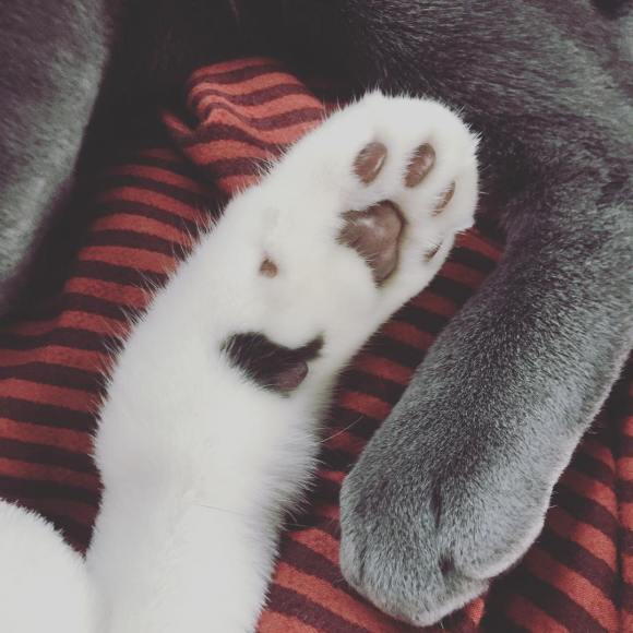 151129 w_n_r00 1 polly bally nth cat